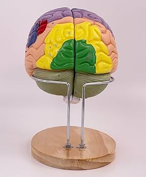 Amazon.co.jp: 人体模型 3D 2倍拡大 4部品 分解可能 脳動脈モデル 脳