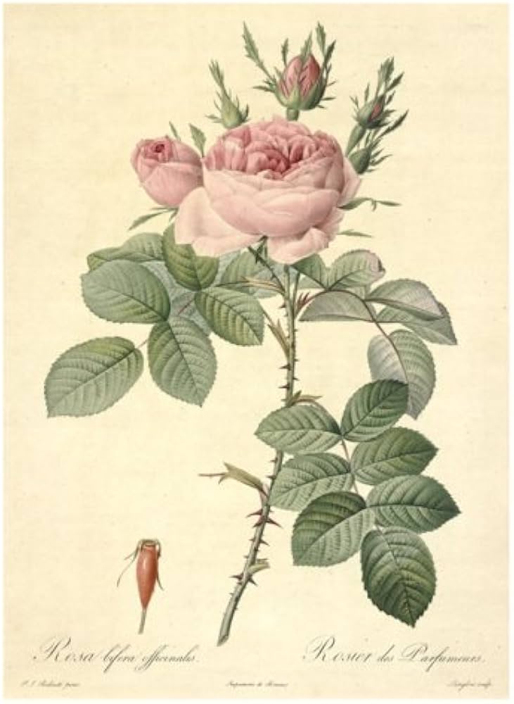 Les Roses バラ図譜 | ピエール=ジョゼフ・ルドゥーテ |本 | 通販 | Amazon