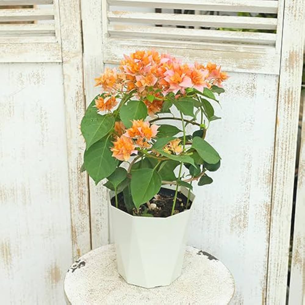 Amazon.co.jp: 花木苗 ブーゲンビリア 八重咲き 赤・ピンク・オレンジ