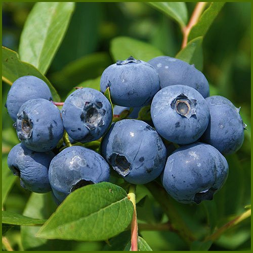 Amazon.co.jp: ブルーベリー苗木 おすすめ2品種セット サンシャイン