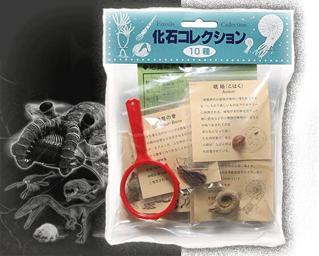 Amazon | SCIENCE fossil Collection 実物化石観察教材「化石