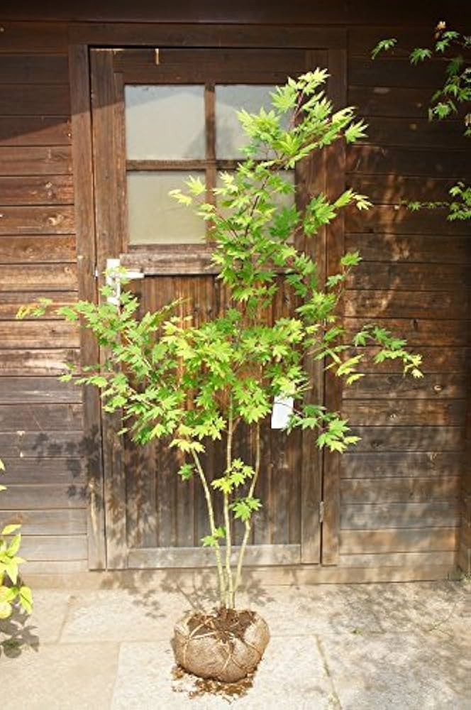 Amazon | 【大型商品】カエデ（楓）/コハウチワカエデ（小羽団扇楓