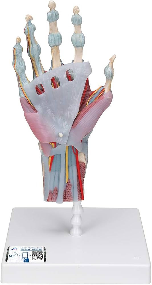 Amazon.co.jp: 手の解剖学的構造を観察できる手関節模型，骨・筋・腱