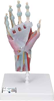 51lnZz5Q6oL._AC_UF350,