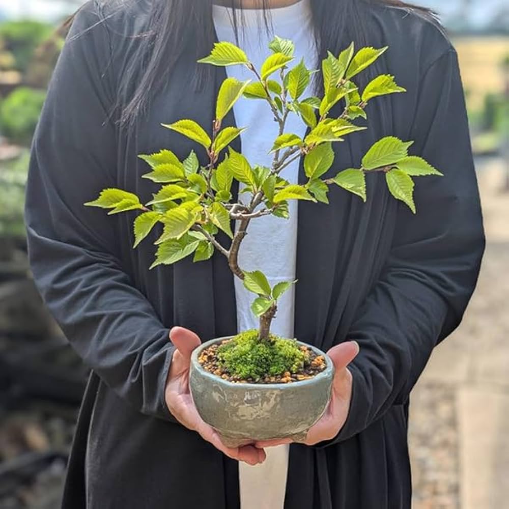 Amazon.co.jp: 遊恵盆栽 桜盆栽：富士桜(信濃寒桜)*(鉢 現代小鉢作家