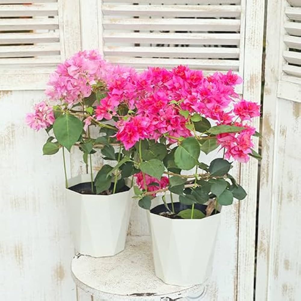 Amazon.co.jp: 花木苗 ブーゲンビリア 八重咲き 赤・ピンク・オレンジ