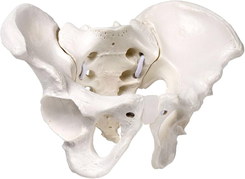 Amazon.co.jp: KIYOMARU ミニサイズのグイッと動かせる骨盤模型 人体