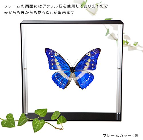Amazon.co.jp: 蝶の標本 キプリスモルフォ Morpho cypris モルフォ