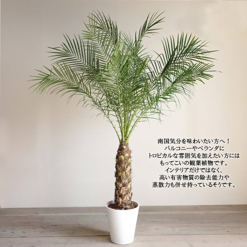 Amazon｜フェニックス ロベレニー ヤシの木 新鮮ヤシの木 状態良し