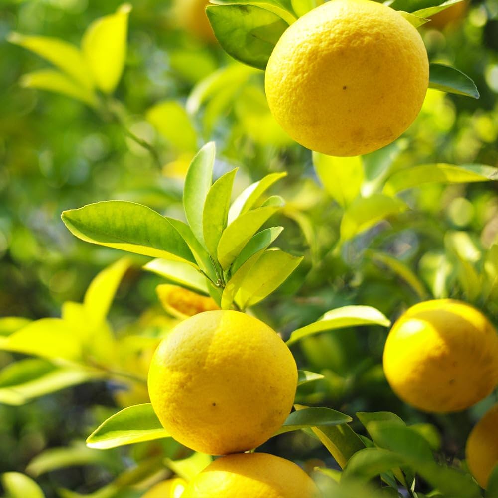 Amazon.co.jp: ITANSE レモンの苗木 スイートレモネード 接ぎ木