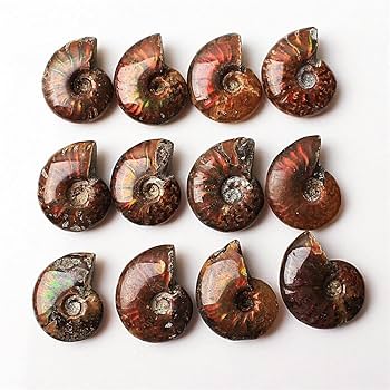 Amazon.co.jp: 1ピースレアライトアンモナイト化石シェルカラフルな