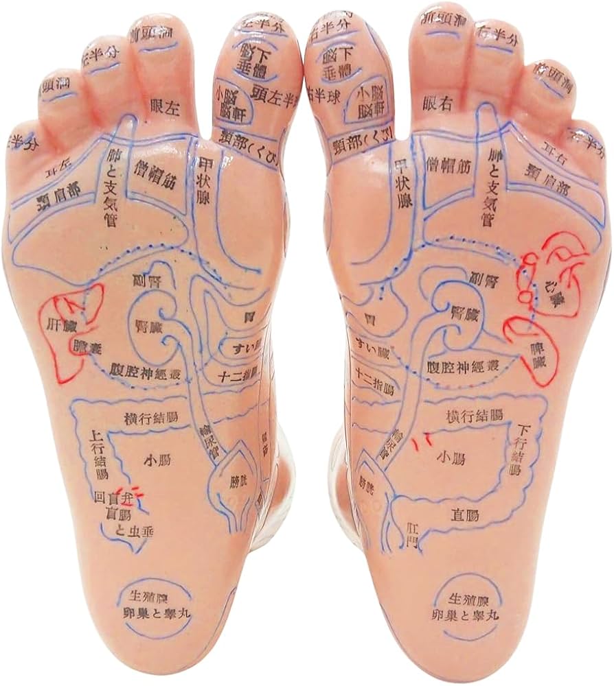Amazon.co.jp: UPstore 足つぼ 模型 反射区 経穴 立体図解 日本語表記