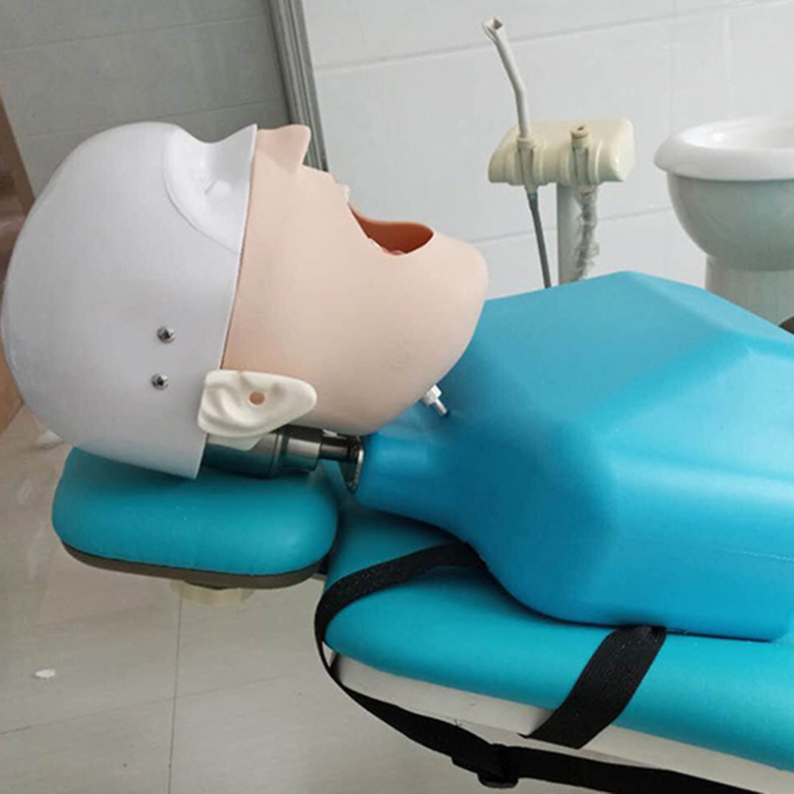 Amazon.co.jp: 歯科教育用ヘッドモデル、練習用歯科医教育用練習モデル