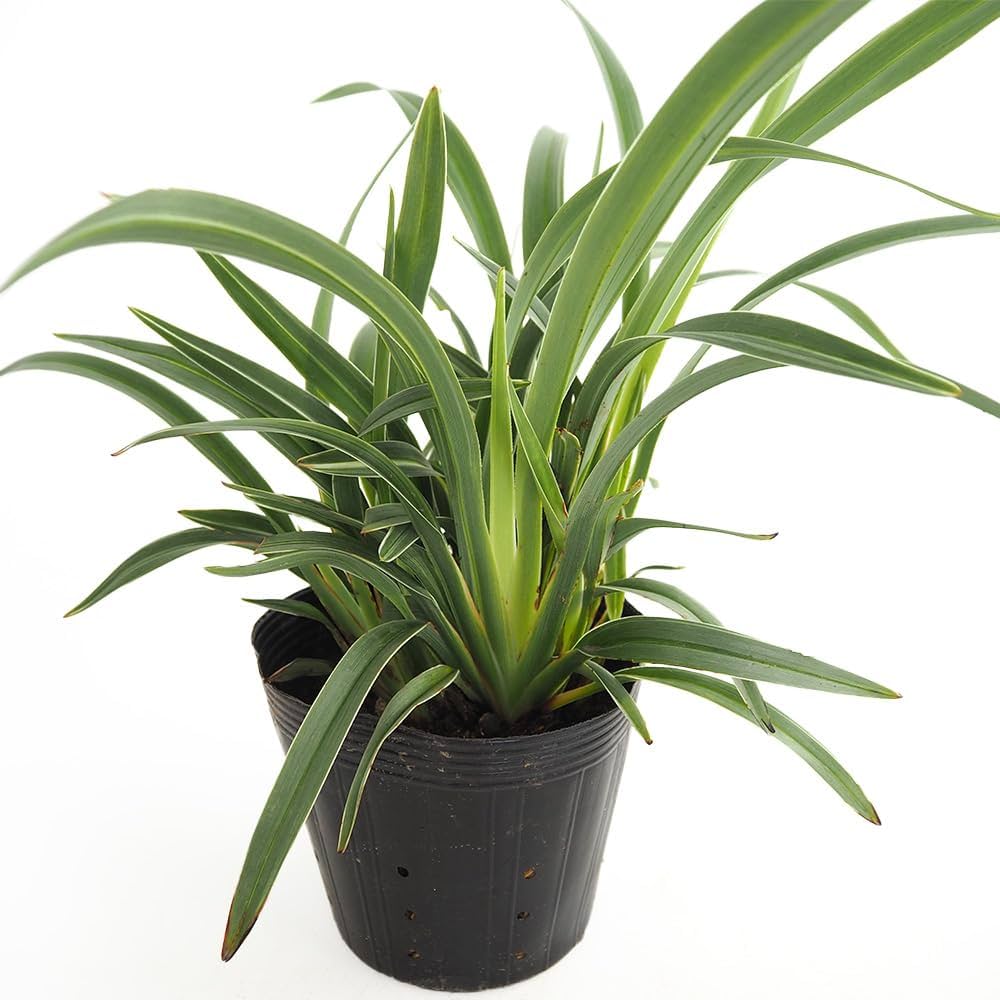 Amazon.co.jp: ITANSE ディアネラ (キキョウラン) シルバー