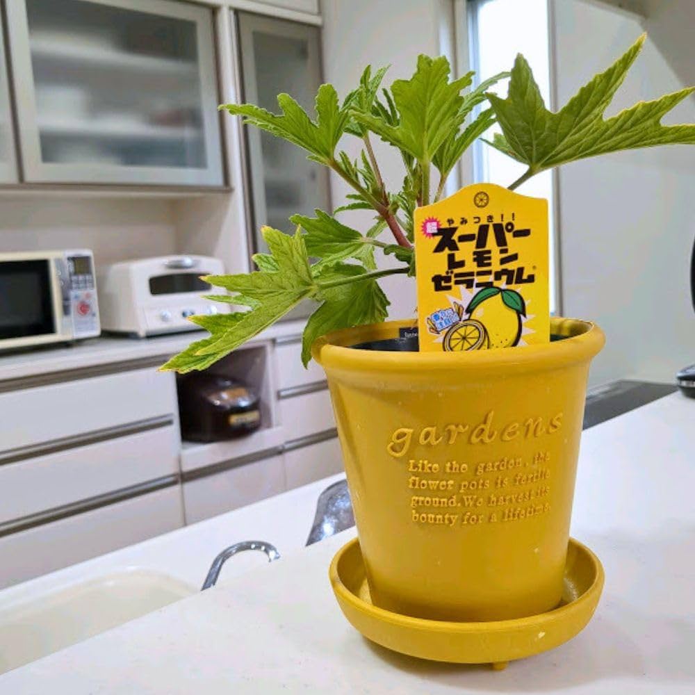 Amazon.co.jp: 《 スーパーレモン ゼラニウム 4号鉢 》香りゼラニウム