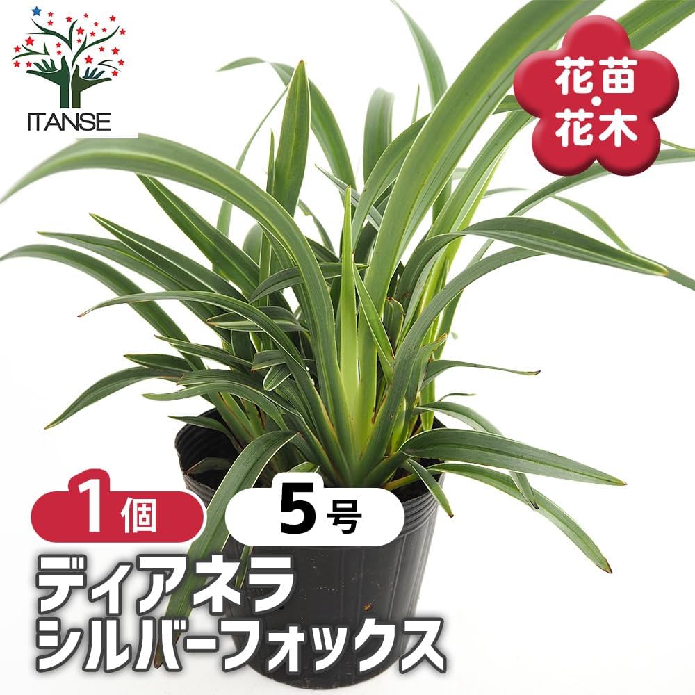 Amazon.co.jp: ITANSE ディアネラ (キキョウラン) シルバー