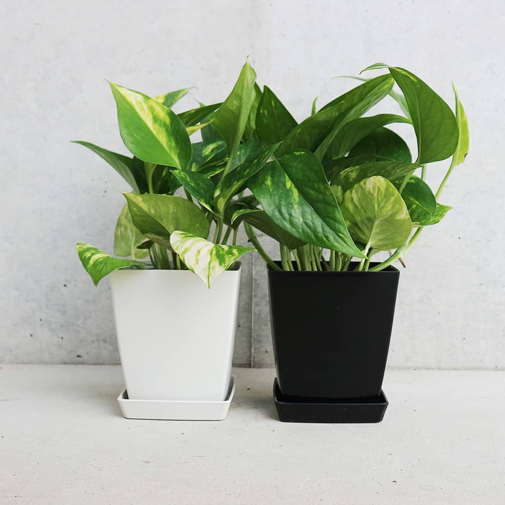 Amazon｜ポトス ゴールデン 角鉢4号 3個セット 【品種で選べる観葉植物