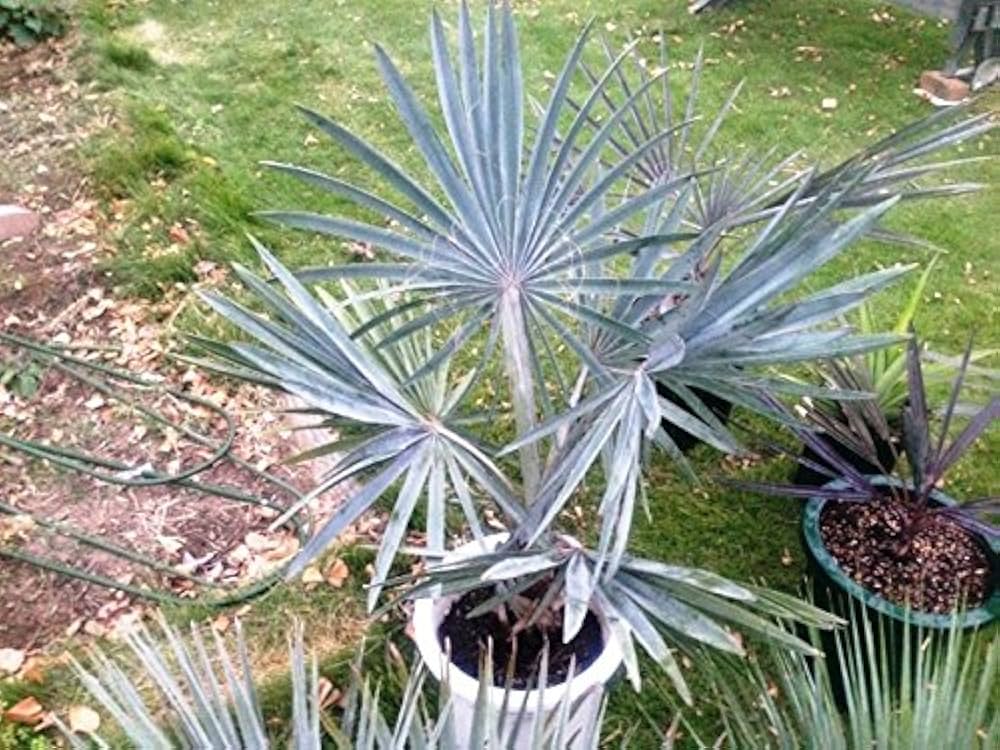 Amazon.co.jp: 186.葉が銀色に輝くヤシのカリスマ的存在！ビスマルキア