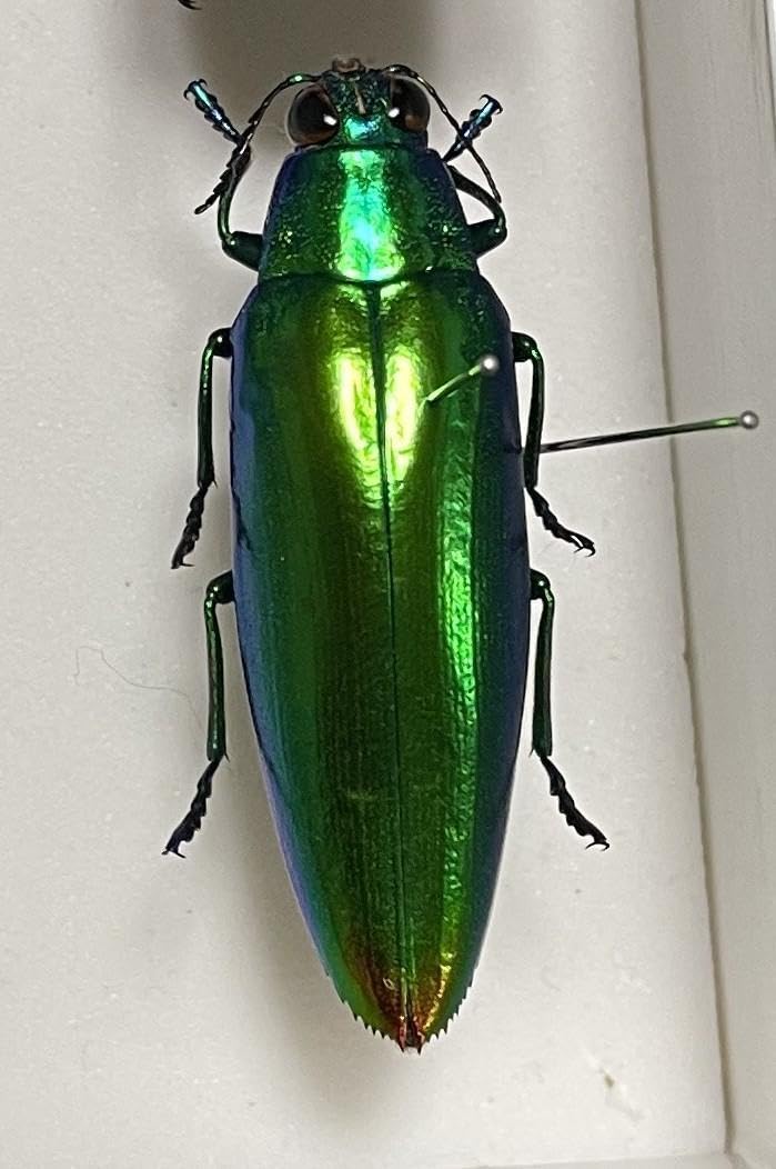 Amazon.co.jp: タマムシ 標本 : ペット用品