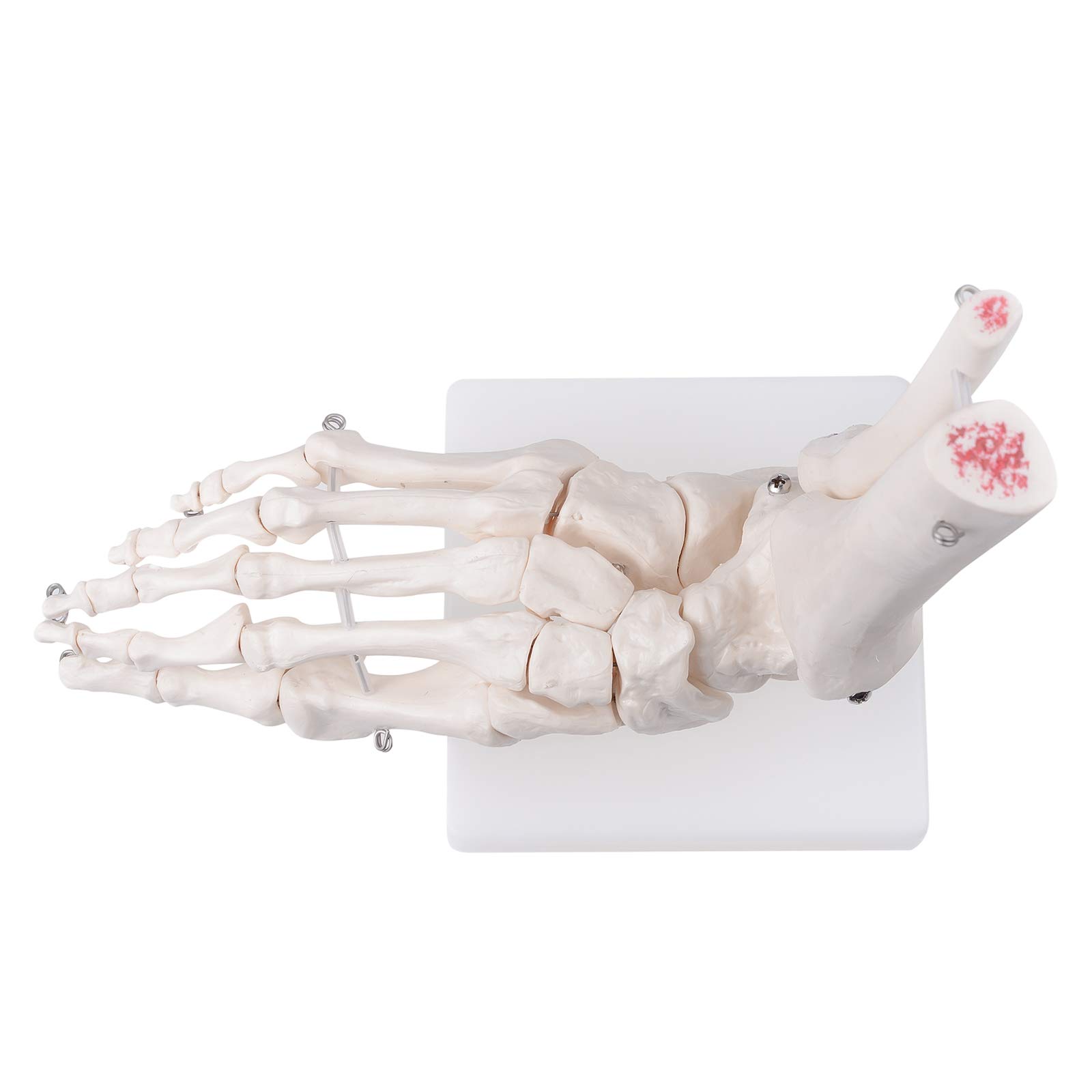 Amazon.co.jp: 足関節模型 足骨モデル : 産業・研究開発用品