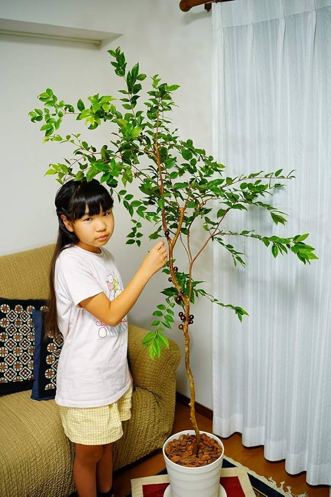 Amazon.co.jp: 大株四季成りジャボチカバ苗木[12年生中葉系実生苗樹高