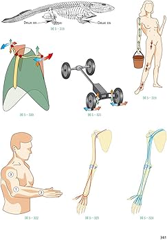 61u3dX1cIDL._AC_UF350,