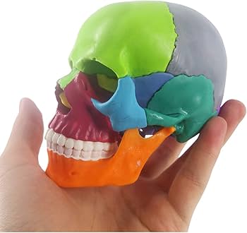 Amazon.co.jp: ミニ人類の頭骨モデル、カラー、15の部品のひらサイズの