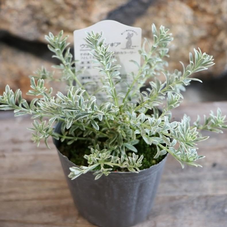 Amazon.co.jp: 斑入り ウエストリンギア スモーキーホワイト 2.5〜3号