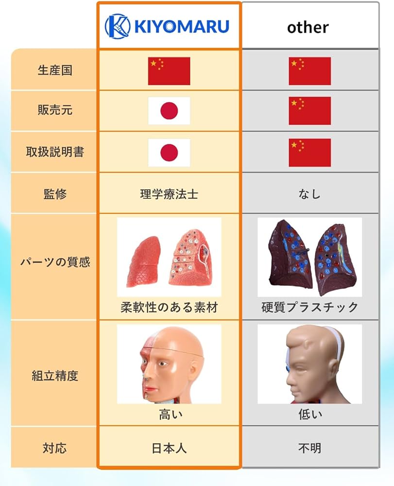 Amazon.co.jp: KIYOMARU 27cm解剖人体模型 ソフトな質感で15分解 理学