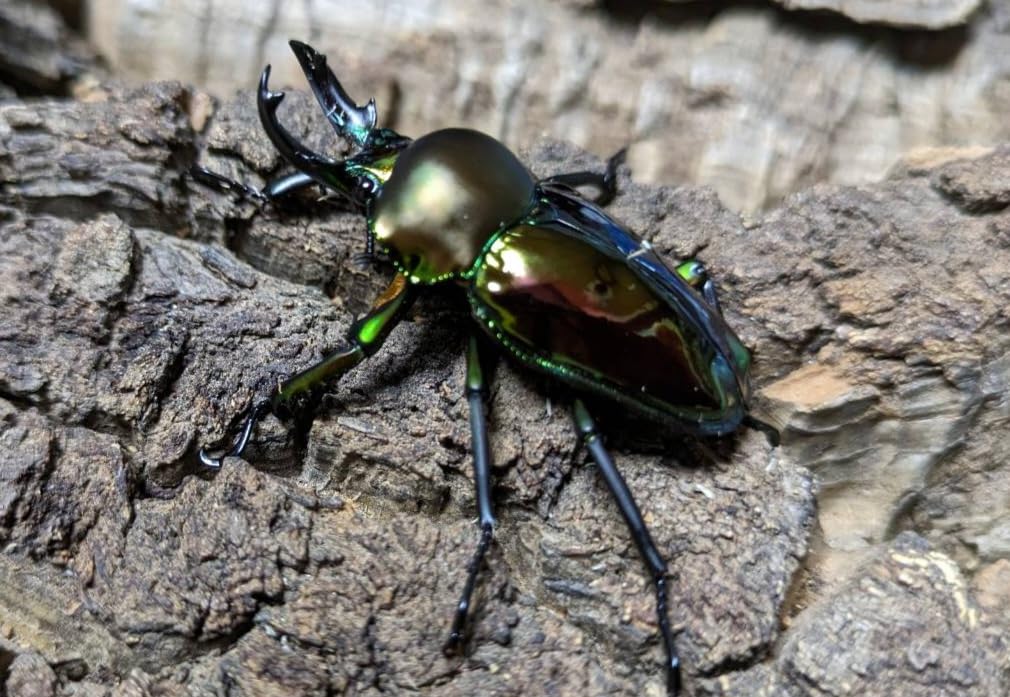 ブル−！※貴重種※極太短歯ニジイロクワガタ♂野外標本 ブル−！※貴重種