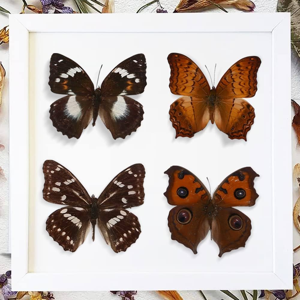 Amazon.co.jp: EGEN 12匹の本当の標本の蝶-蝶の標本の芸術品の材料で