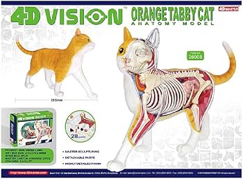 Amazon.co.jp: スカイネット 立体パズル 4D VISION 動物解剖 No.29 猫