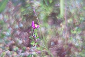 Amazon | ※当店KING-2オリジナル改造レンズ※【bokeh撮影専用】MC