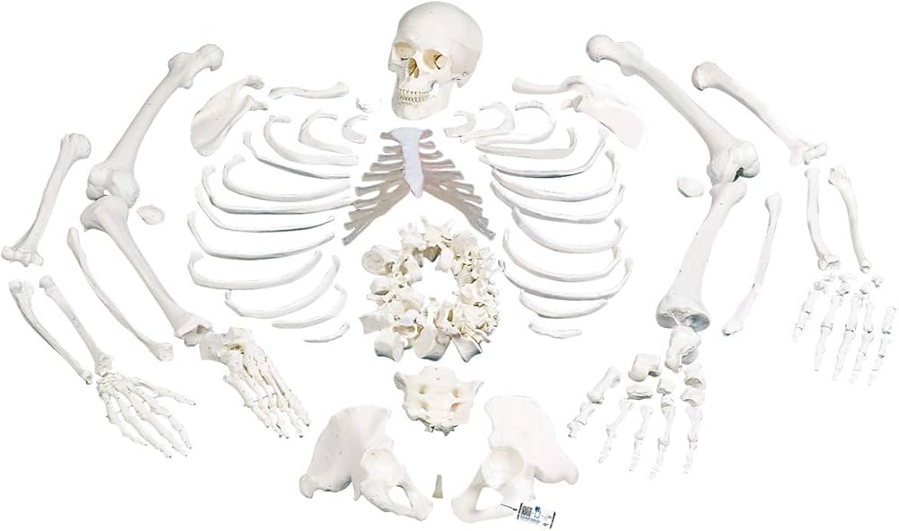 Amazon.co.jp: 全身の骨を集めた骨模型セット，各骨を詳しく観察でき