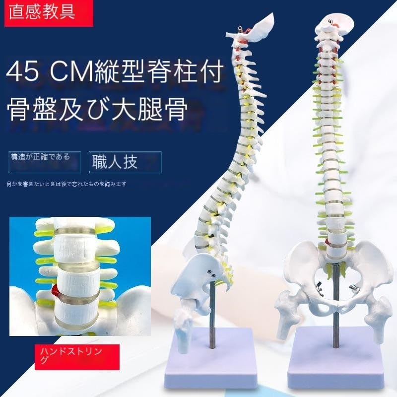 Amazon.co.jp: 背骨モデル 45CM 人体脊椎模型椎間板と神経 頚椎 胸椎