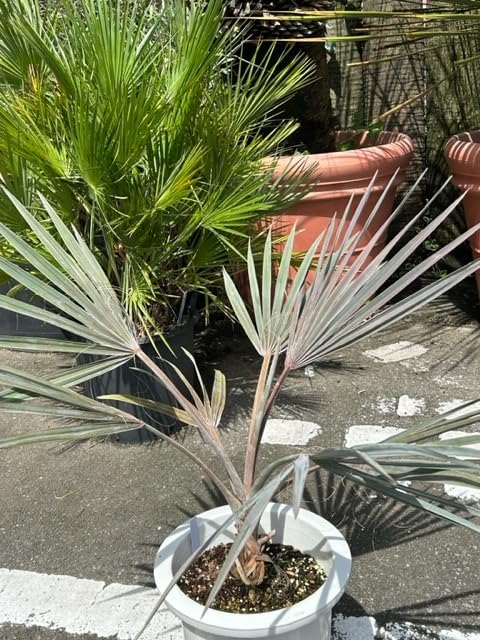 Amazon.co.jp: ヤシの王様 ビスマルキア （シルバーグリーン系リーフ