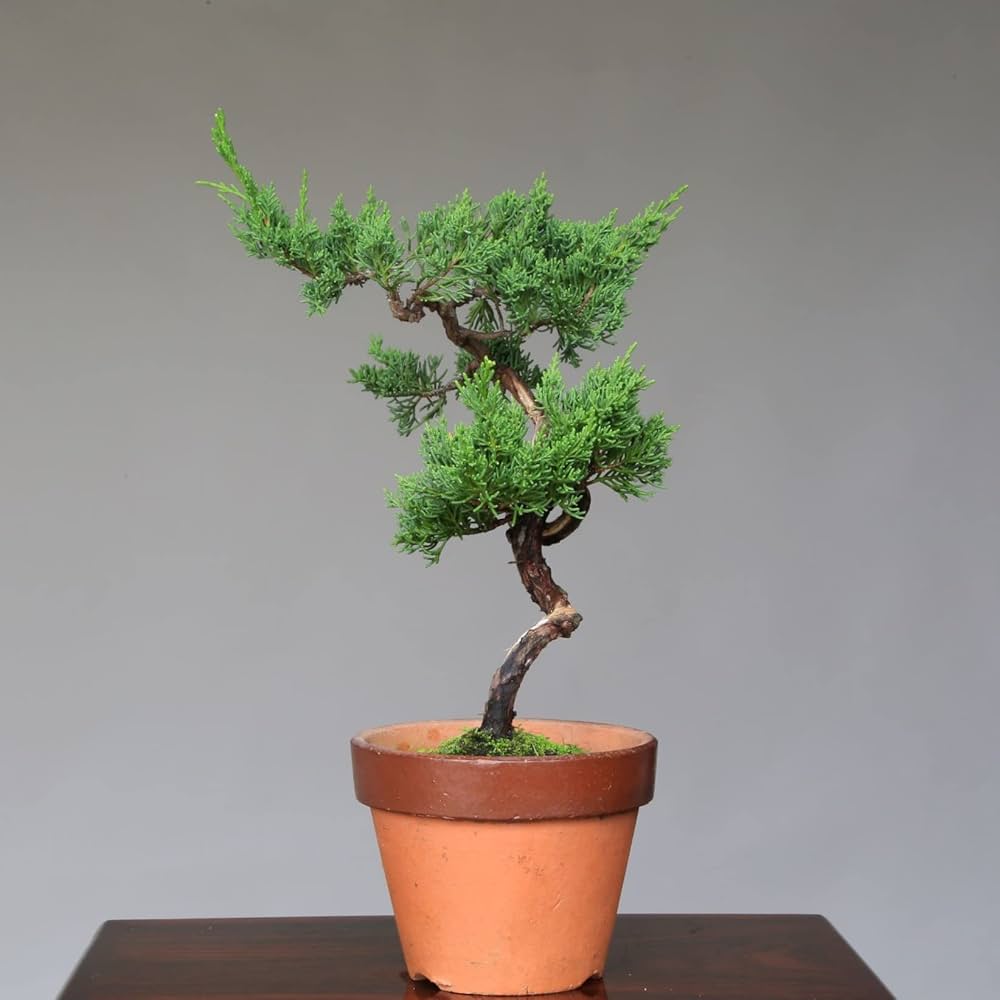 Amazon.co.jp: 糸魚川真柏 文人木 盆栽【泰寿園 Online】 : DIY・工具