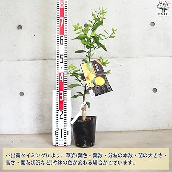 Amazon.co.jp: ITANSE 柑橘の苗 大和橘(ヤマトタチバナ) 15cm