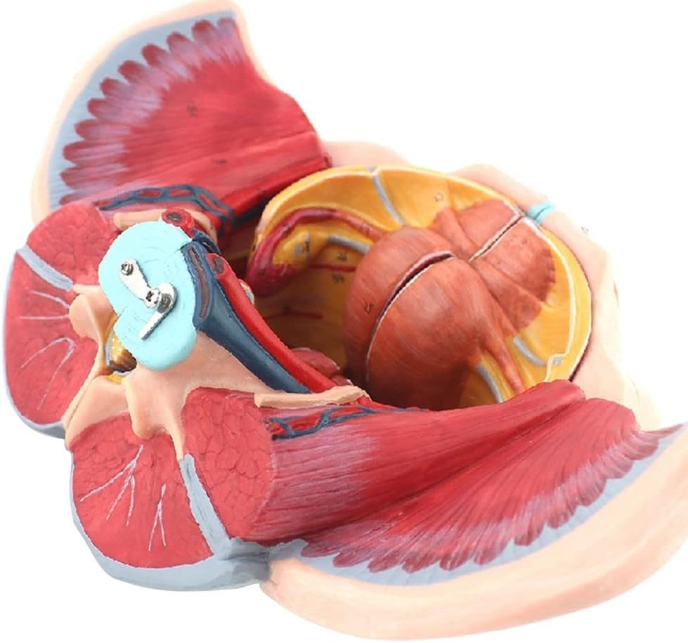 Amazon.co.jp: 女性の骨盤会陰モデル、骨盤底筋付き 1:1 実物大人間の