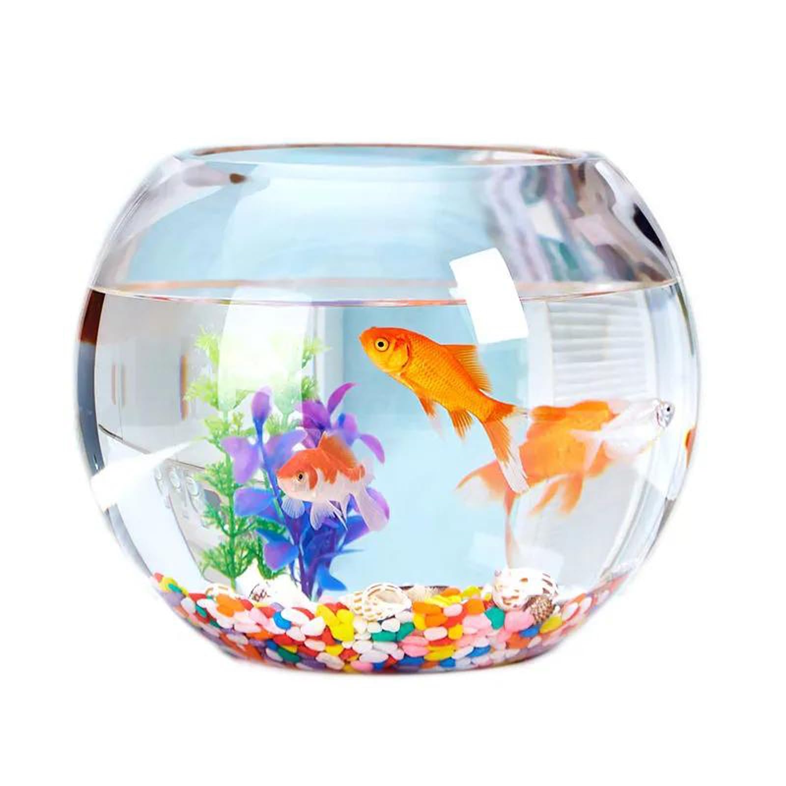 Amazon | 金魚鉢 ガラス 丸 金魚 水槽 小さい メダカ水槽 飼育水槽