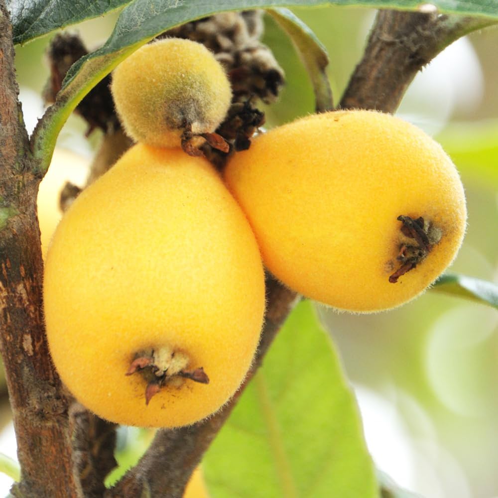 Amazon.co.jp: 枇杷(びわ)の苗木 品種：なつたより 13.5cmポット【品種