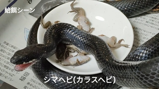 Amazon | 冷凍餌 10匹 餌用カエル ヌマガエル エサ用 急速冷凍 ヘビの