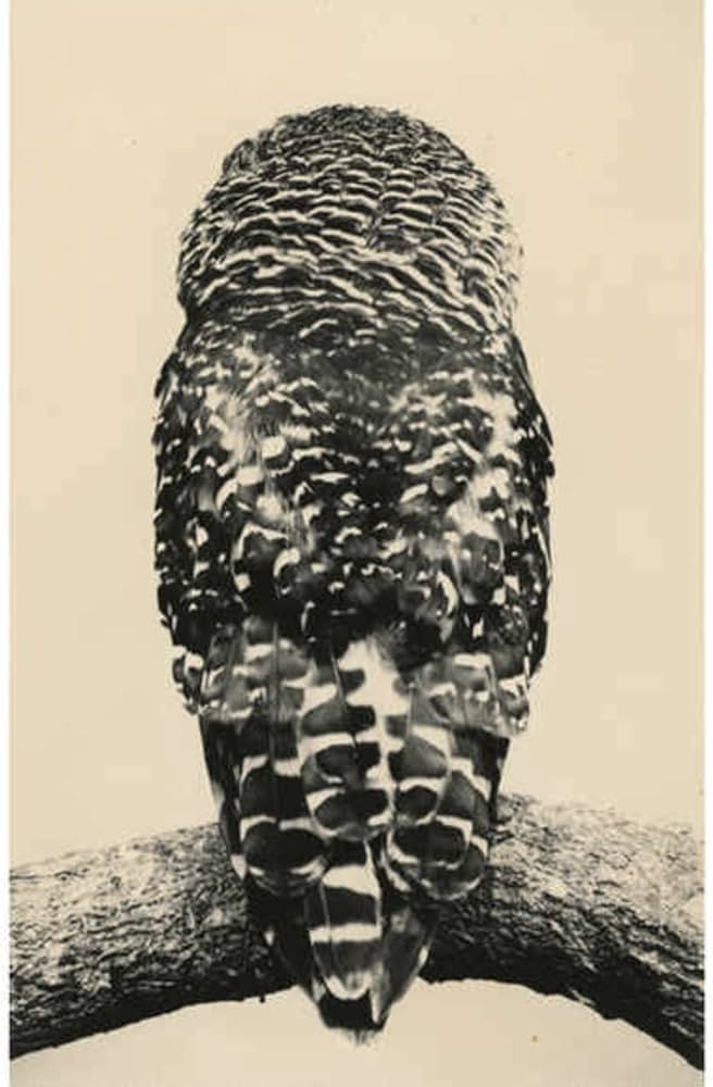 Amazon.com: Yamamoto Masao: Tori: 9781942185130: Yamamoto, Masao