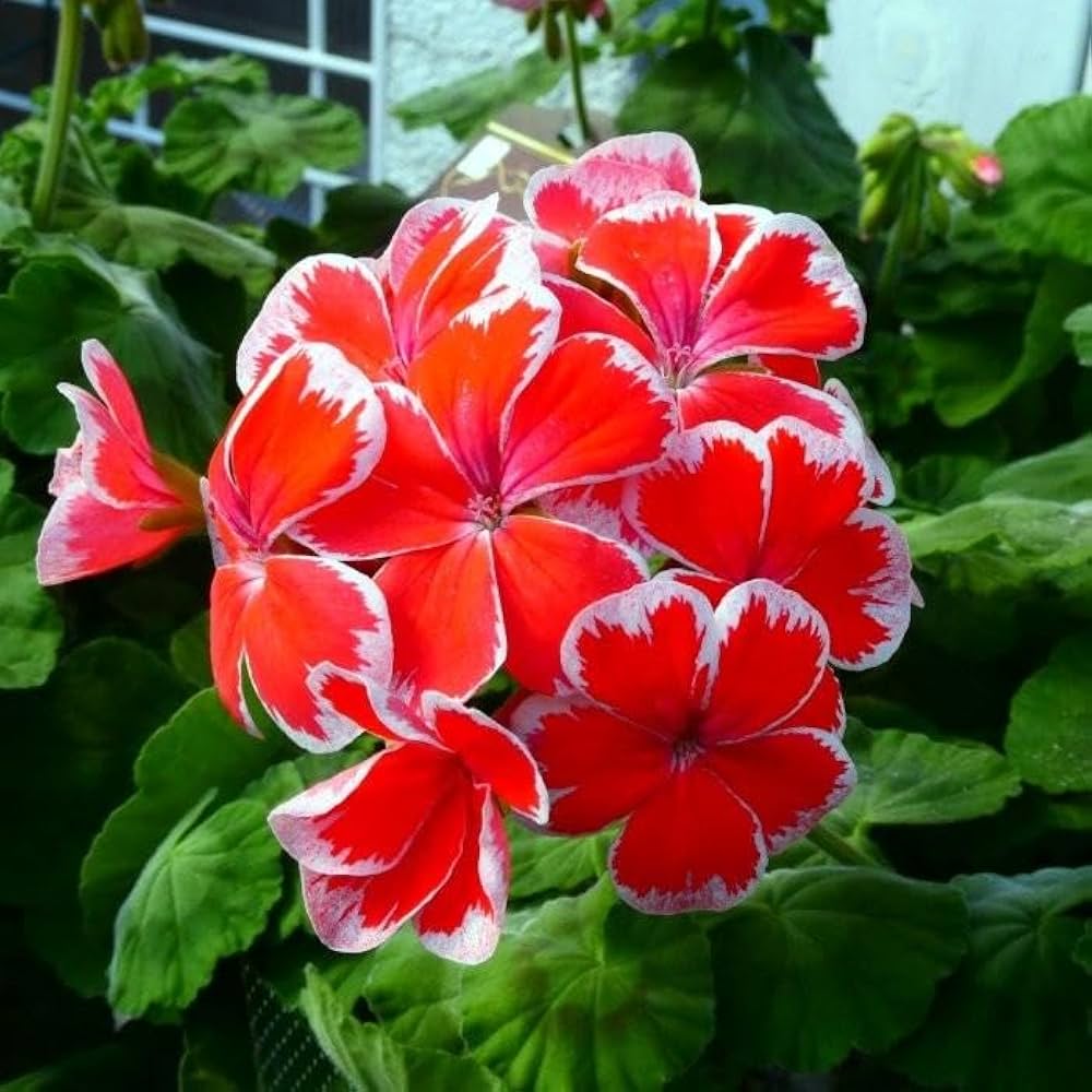 Amazon | ゼラニウム 苗 ミスターレン 3.5号 ゼラニューム 赤 覆輪 赤