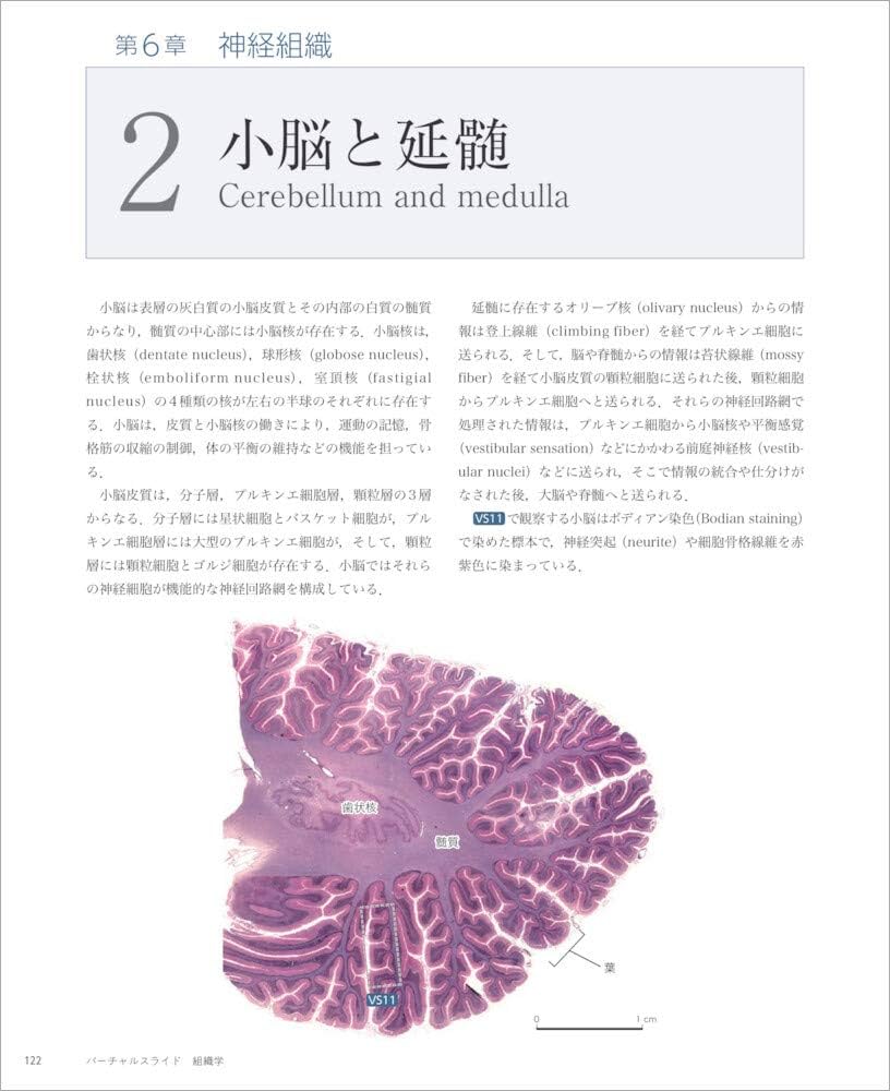 バーチャルスライド 組織学 | 駒﨑 伸二 |本 | 通販 | Amazon