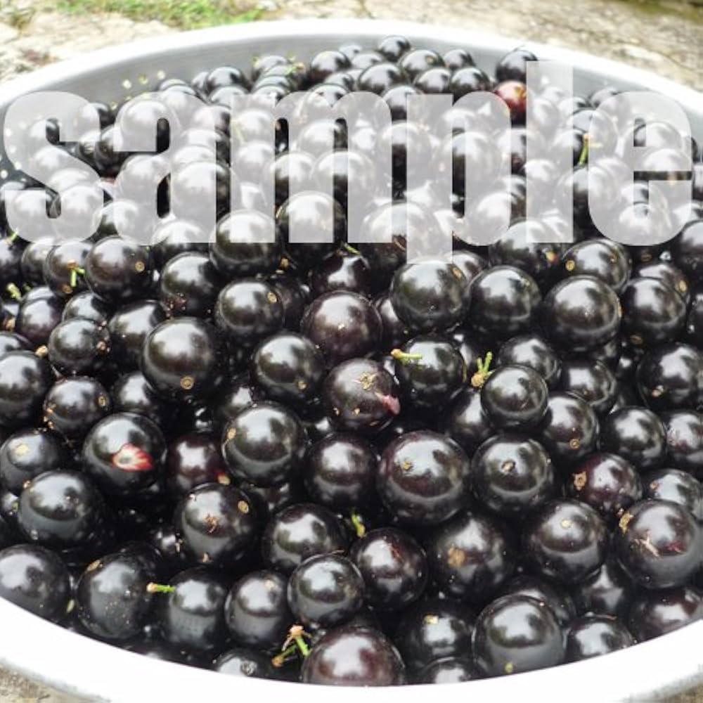 Amazon.co.jp: ジャボチカバ苗 (四季なり種) 実生苗（1鉢）（結実経験