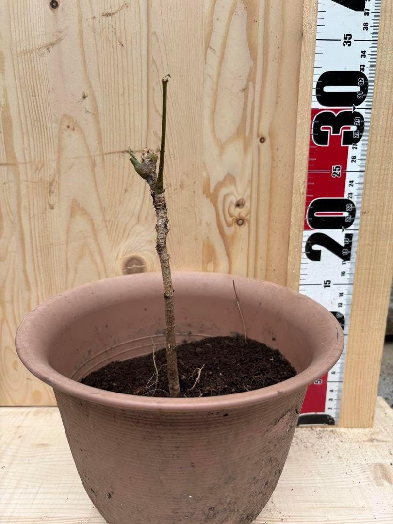 AYURA メディテーション ナイト トワレ 9ミリ2本 メディテーション