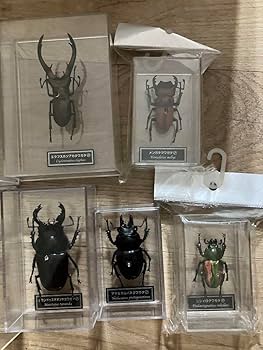 Amazon | クワガタ カブトムシ リアル 標本 フィギュア 9体セット