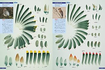 原寸大写真図鑑 羽 増補改訂版 | 叶内拓哉, 高田 勝 |本 | 通販 | Amazon