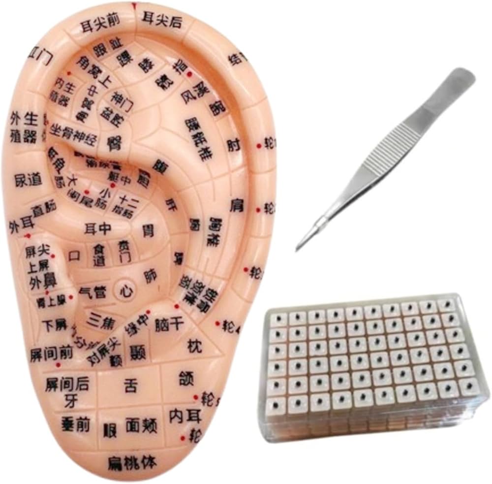 Amazon.co.jp: 【左耳】耳ツボ 模型 耳つぼ 10.5cm 日本語簡易説明書付